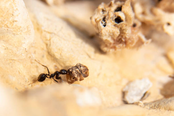 istock Insects in their fight for daily survival 1254016127