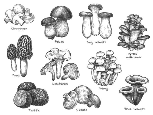 illustrazioni stock, clip art, cartoni animati e icone di tendenza di disegna funghi. morel di funghi commestibili disegnati a mano, tartufo, champignon, tromba nera e re, set vettoriale vintage di funghi boleti. - morel mushroom