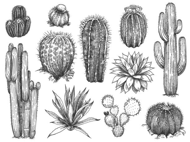 Sketch cactus. Hand drawn succulents, prickly desert plants, agave, saguaro and prickly pear blooming cactuses engraving vector set. Sketch cactus. Hand drawn wild succulents, prickly desert plants, agave, saguaro and prickly pear blooming vintage black and white cactuses set on white background engraving vector illustration. cactus stock illustrations
