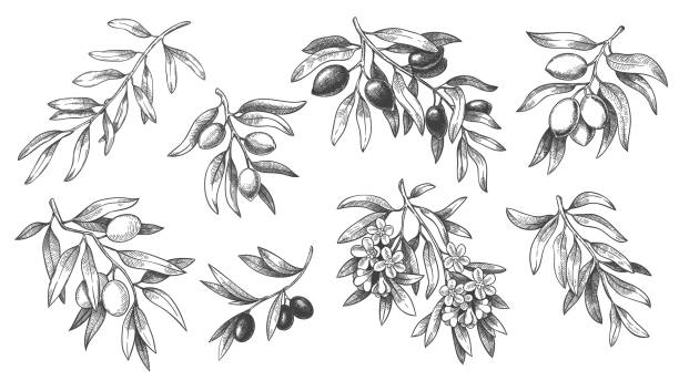 Engraved olive branch. Sketch branches with leaves and blossoms, hand drawn olives vector illustration set. Engraved olive branch. Sketch branches with leaves and blossoms, hand drawn olives design element. Agricultural ripe plant or fruit isolated on white background vector illustration set. Olive Tree stock illustrations