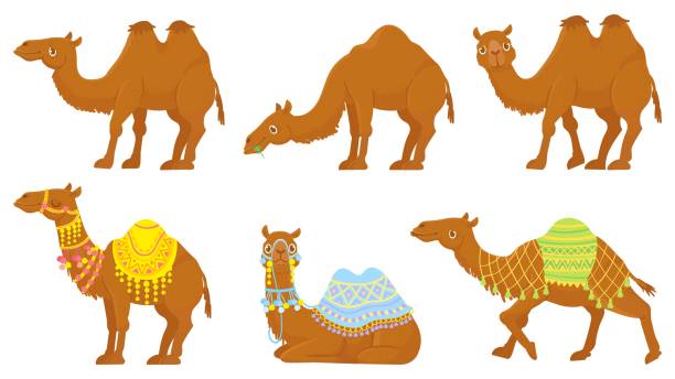 ilustraciones, imágenes clip art, dibujos animados e iconos de stock de camellos. animales de caravanas salvajes y domesticados del desierto con silla de montar. conjunto de caracteres de dibujos animados aislados vectoriales de camello. - herbivorous animals in the wild camel hoofed mammal