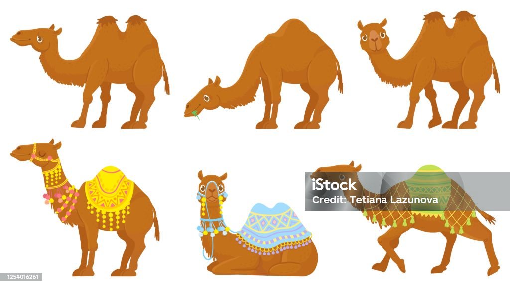 Camels Wild And Domesticated Desert Caravan Animals With Saddle Camel  Vector Isolated Cartoon Characters Set Stock Illustration - Download Image  Now - iStock