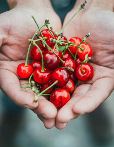 istock handful of cherries 1254016582