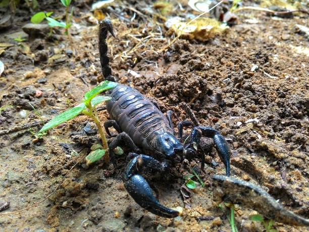 istock Scorpions are found in southern Thailand. 1254016750
