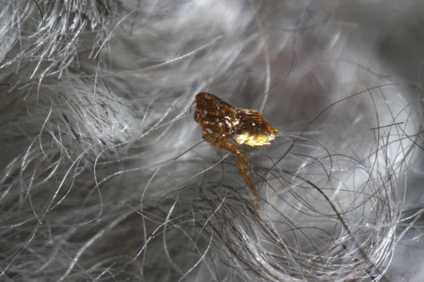 super macro da vicino di pulce marrone color ambra, siphonaptera in pelliccia di cane di colore grigio. sopravvive come parassita esterno succhiasangue di mammiferi e uccelli. - dirt jumping foto e immagini stock