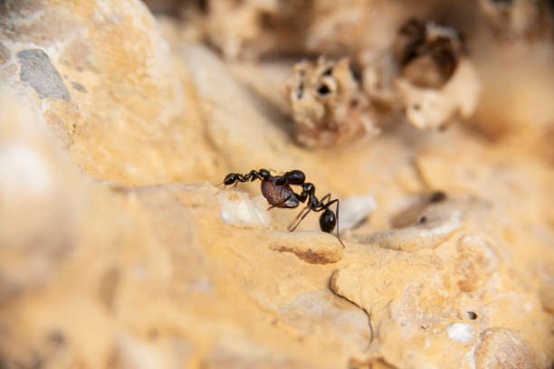 istock Insects in their fight for daily survival 1254016818