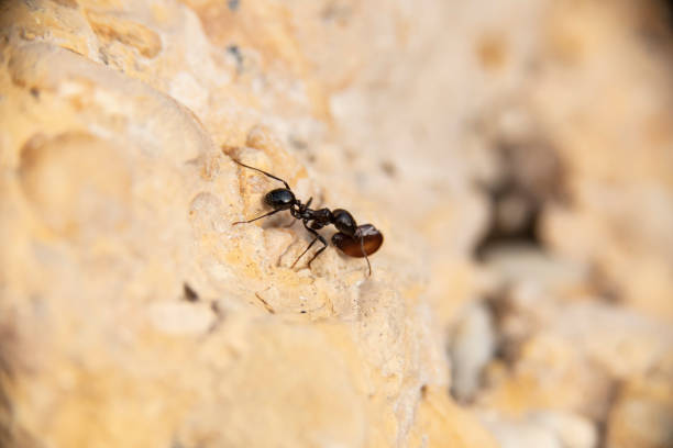 istock Insects in their fight for daily survival 1254016838