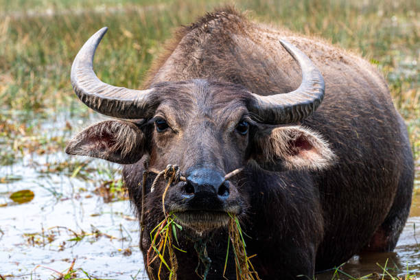 istock Water buffalo in Cambodia 1254018611