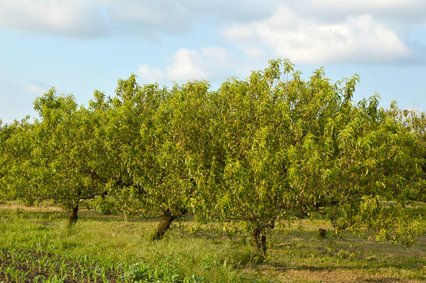 istock peach orchard in spring with blue sky in the background 1254018693