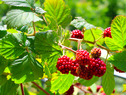 natural blackberries growing on the branch