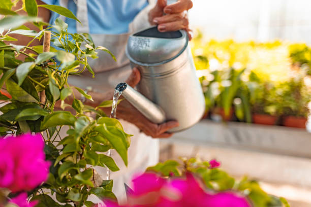 nierozpoznawalna kobieta podlewania klombu za pomocą podlewania może - senior women rose women flower bed zdjęcia i obrazy z banku zdjęć