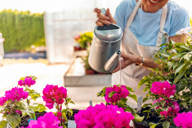 woda jest łajdaśą krwią każdego gospodarstwa - senior women rose women flower bed zdjęcia i obrazy z banku zdjęć