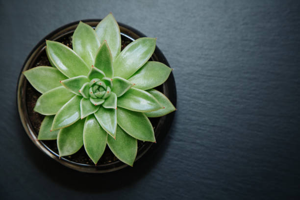 istock Succulent plant in a pot isolated on dark grey textured background. 1254023231