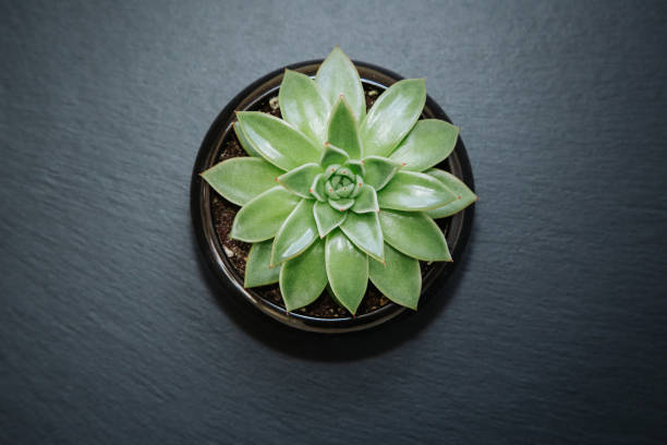 istock Succulent plant in a pot isolated on dark grey textured background. 1254023237