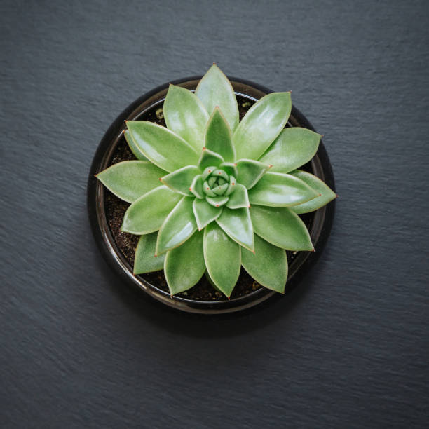istock Succulent plant in a pot isolated on dark grey textured background. 1254023791