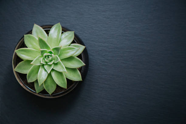 istock Succulent plant in a pot isolated on dark grey textured background. 1254023921