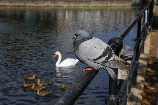 Perched fat pigeon watching mute swan and mallard ducks swimming on Mitcham Pond.