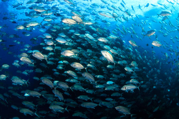 istock Schooling Jacks on a tropical coral reef (Richelieu Rock, Thailand) 1254024198