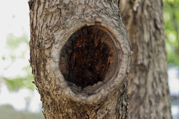 istock Tree in nature in Lisbon, Portugal 1254024700