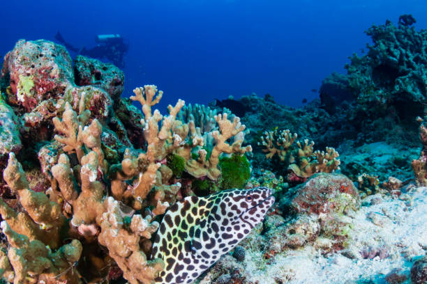 istock Honeycomb Moray Eel with background SCUBA diver on a tropical coral reef 1254025255