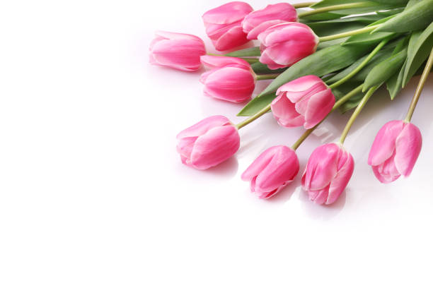 istock Pink tulips isolated on white background 1254025402