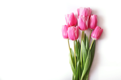 Pink tulips isolated on white background. Top view