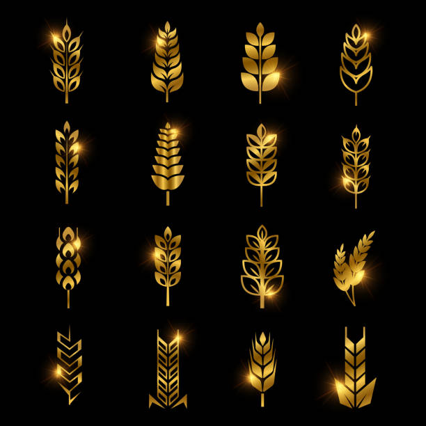 ilustrações, clipart, desenhos animados e ícones de ícones vetoriais de orelhas de trigo dourado isolados no fundo preto - barley black stem wheat