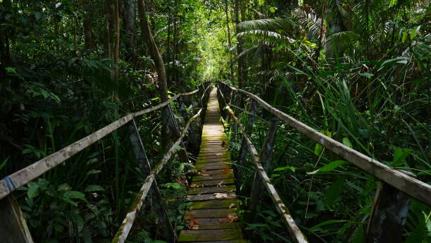 istock Wooden Path in the Forest 1254025635