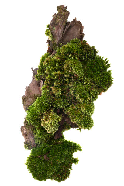istock Moss or Mosses on a pine bark, Green moss on a tree bark isolated on white background, with clipping path 1254025845