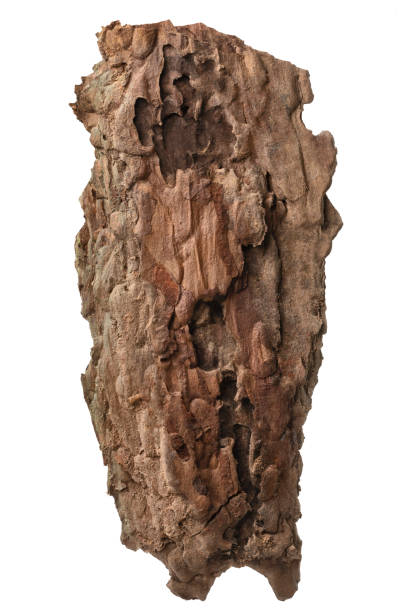istock A piece of pine bark, Tree bark isolated on white background, with clipping path 1254025869