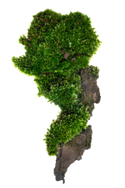 istock Moss or Mosses on a pine bark, Green moss on a tree bark isolated on white background, with clipping path 1254025905