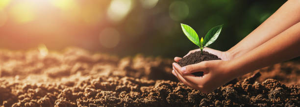 istock hand holding small tree for planting. green world concept 1254026655