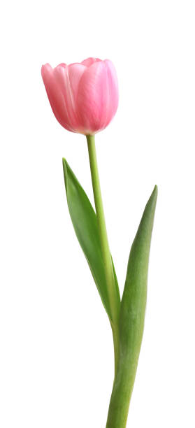istock Pink tulip isolated on white background 1254027062