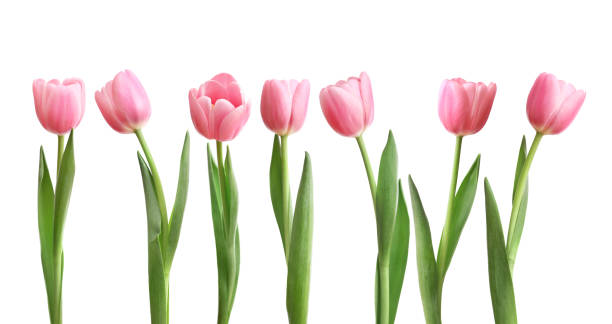 istock Collage of pink tulips isolated on white background 1254027082