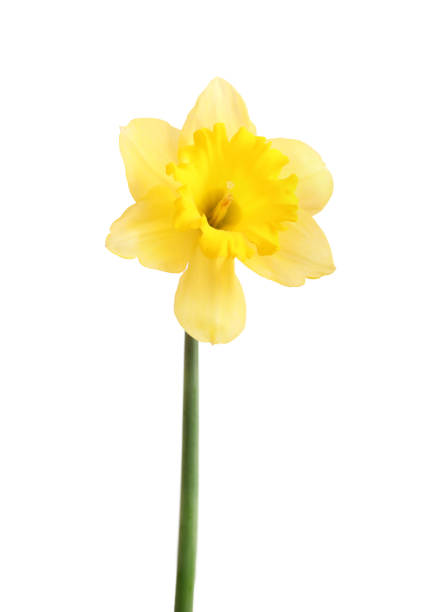istock Yellow daffodil isolated on white background 1254027161