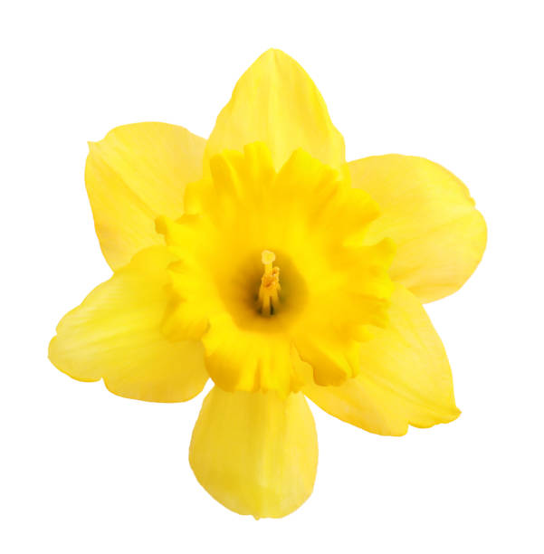 istock Yellow daffodil isolated on white background 1254027166