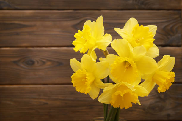 Daffodil / narcissus / jonquil spring flowers. Spring concepts and storytelling.