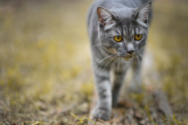istock A gray striped cat that is happily strolling in the backyard. 1254027472