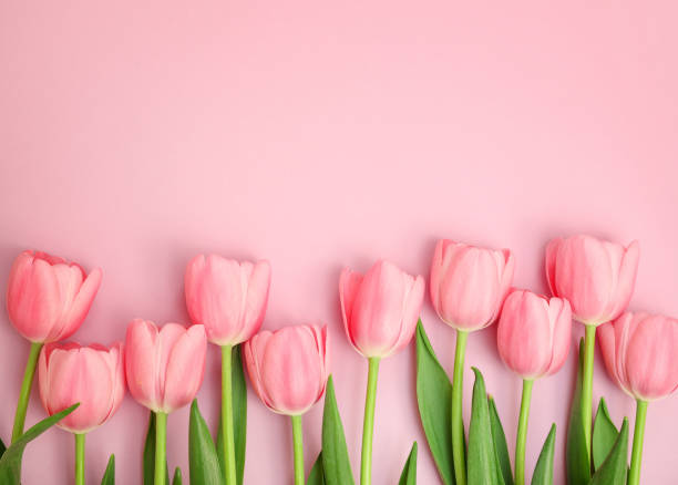 istock Pink tulips on pink background 1254027477