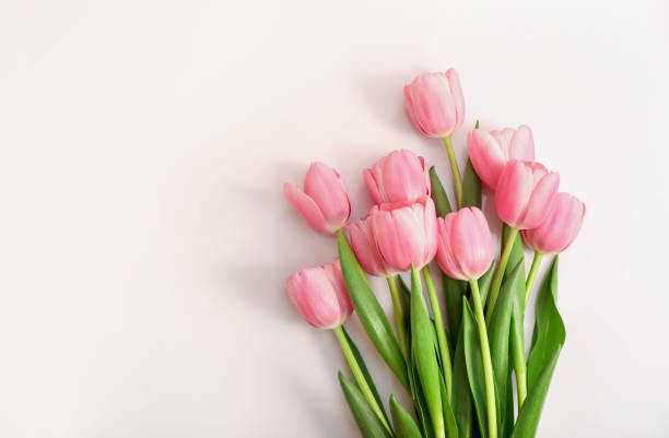 istock Pink tulips isolated on white background 1254027490