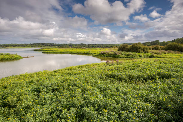 Wetlands in the Marais d'Orx stock photo