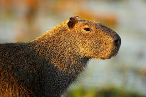 istock Biggest mouse around the world, Capybara, Hydrochoerus hydrochaeris, with evening light during sunset, Pantanal, Brazil 1254030711