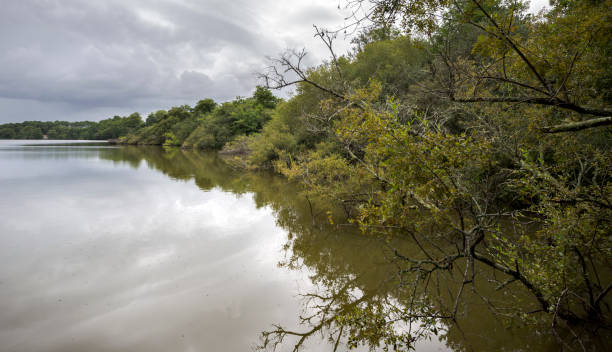 istock Forests on hydromorphic soils in the Etang Noir 1254030712