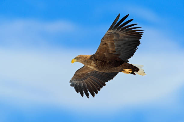 푸른 하늘과 백구름을 배경으로 먹이의 비행 새, 흰 꼬리 독수리, haliaeetus 알비실라 - white tailed eagle sea eagle eagle sea 뉴스 사진 이미지