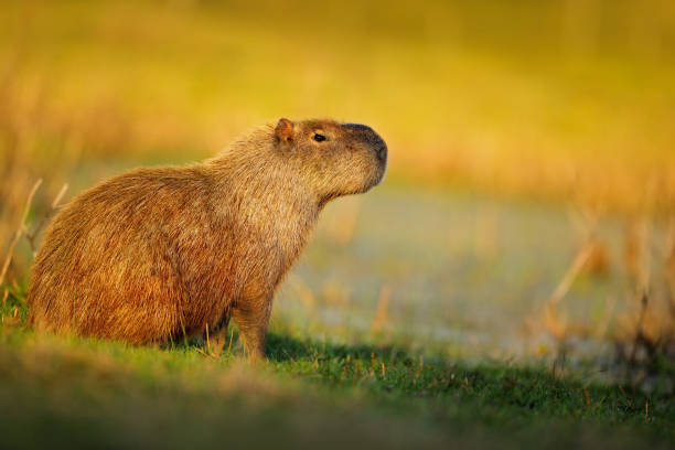 istock Biggest mouse, Capybara, Hydrochoerus hydrochaeris, with evening light during sunset, Pantanal, Brazil 1254030766