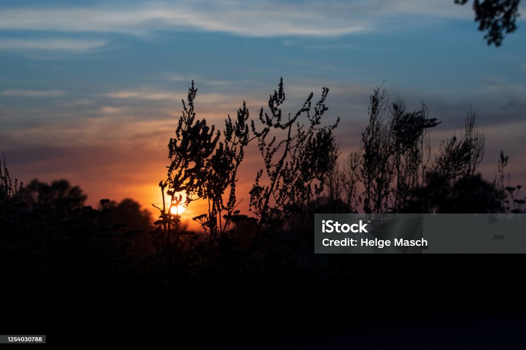 Sonnenuntergang mit Wiesenkräutern im Vordergrund - Lizenzfrei Deutschland Stock-Foto