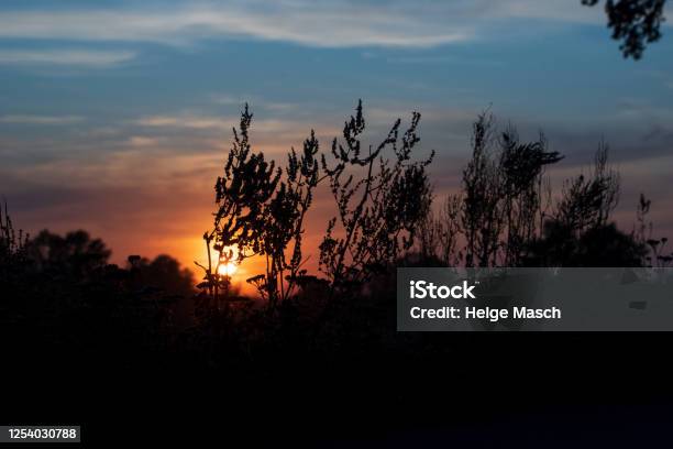 Sonnenuntergang Mit Wiesenkräutern Im Vordergrund Stockfoto und mehr Bilder von Deutschland - Deutschland, Dramatischer Himmel, Fotografie