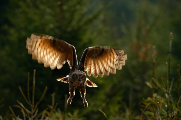 istock Flying Eurasian Eagle Owl with open wings in forest habitat, photo with back light 1254030838