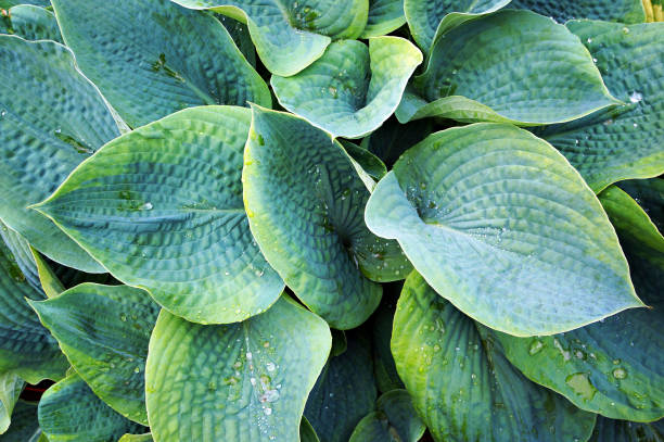 Lush green foliage of decorative plant Hosta (Funkia). Water drops on leaves after rain.