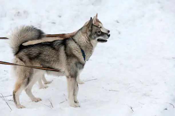 Photo of Husky dogs on tie out cable, waiting for sled dog race, winter background. Some adult pets before sport competition.